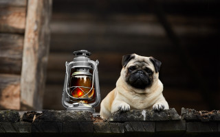 Pug lantern candle storybook illustration - alexander jansson free wallpaper