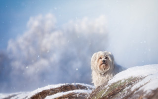 Dog snowy hill forest impressionist - top of a snow free wallpaper