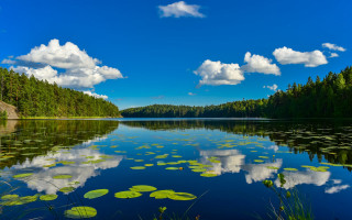 Lake lily pads trees sky - akseli gallenkallela free wallpaper