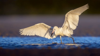 White bird wings open water - spread wide free wallpaper