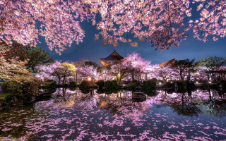 Pond cherry blossoms autumn architecture - magical atmosphere free wallpaper