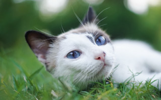 White kitten blue eyes curious 6 - a white kitten free wallpaper