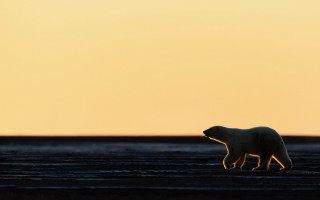 Polar bear sunset yellow sky - polar free wallpaper