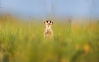 Meerkat tallgrass blueSky tiltshift wildlife - tall grass free wallpaper for desktop