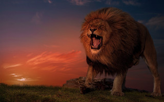 Lion standing hill open mouth - mouth wide free wallpaper