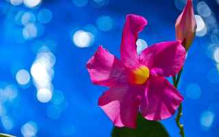 Pink flower yellow center blue - cindy wright free wallpaper for desktop