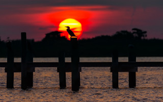 Bird sunset wooden post moon - a wooden post free wallpaper