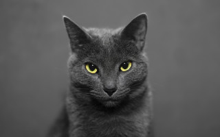 Black cat yellow eyes serious 13 - a black cat free wallpaper