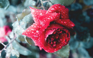 Red rose water droplets macro 19 - a red rose free wallpaper
