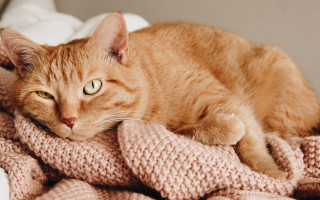 Cat blanket bed eyes open - a blanket free wallpaper