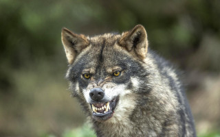 Wolf grinning missing teeth portrait - showing free wallpaper