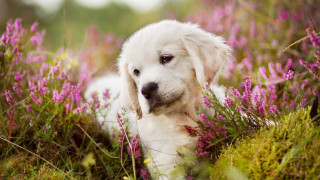 White dog field purple flowers - a white dog free wallpaper