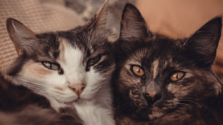 Two cats couch animal photography - free cats wallpaper