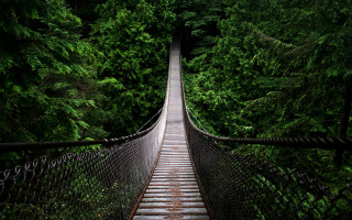 Suspension bridge forest trees walkway - a walkway free wallpaper