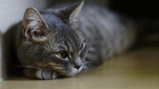 Cat laying by wall doorframe - the floor next free wallpaper
