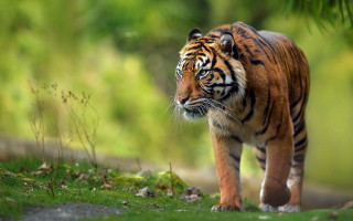 Tiger walking woods nature blurry - grass and trees free wallpaper