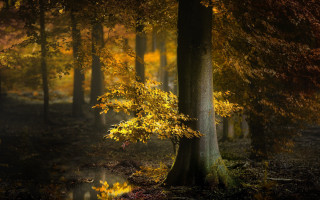 Yellow leaves forest campfire autumn - yellow leaf free wallpaper