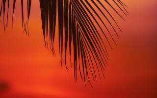 Palm branch red sky sunset - the distance behind free wallpaper
