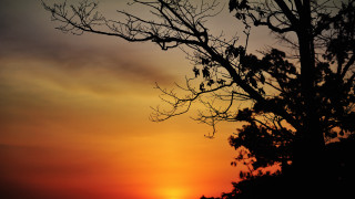 Bare tree sunset bird clouds - david imms free wallpaper for desktop