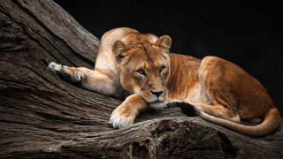Lion laying on branch zoo - a lion free wallpaper