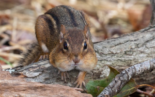 Small rodent woodland portrait sad - a small rodent free wallpaper