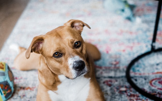 Dog floor can toy shiba - maximalism free wallpaper