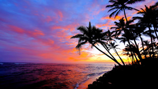 Sunset palm trees beach clouds - colorful cloud free wallpaper
