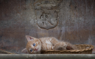 Cat basket wall coatofarms berndfasching - a basket free wallpaper