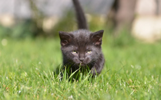 Black kitten grassy field bush - a grassy field free wallpaper