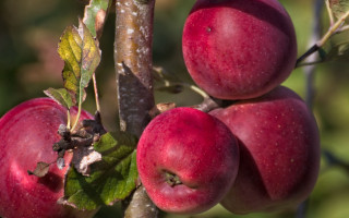 Tree apples leaves fall night - apple free wallpaper