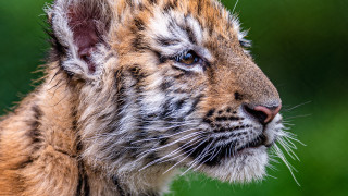 Tiger closeup naturalism puzzle animal - a blurry background of grass and trees free wallpaper