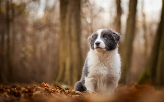 Puppy woods blue eyes tiltshift - a puppy free wallpaper for desktop