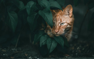 Cat bush leaves blue eyes - e. william gollings free wallpaper