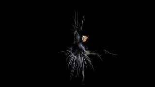 Black cat yellow eyes looking 6 - a black cat free wallpaper