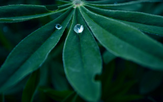 Green leaf water drops white 2 - a green leaf free wallpaper