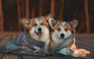 Cozy dogs blankets wooden floor - blanket free wallpaper