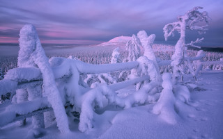 Snowy landscape fence trees sunset - fauvism free wallpaper