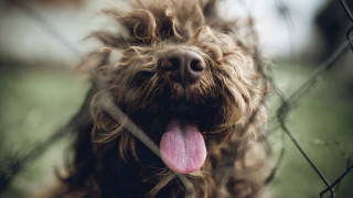 Dog fence tongue out animal - its tongue free wallpaper