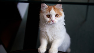 Sad cat chair looking camera 4 - a chair free wallpaper