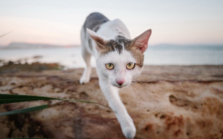 Cat beach sunset blurry ocean - a beach near the ocean free wallpaper
