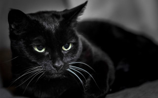 Black cat green eyes serious 7 - noir free wallpaper
