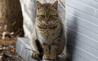 Sad cat ledge neoplasticism puzzle - a sad look free wallpaper