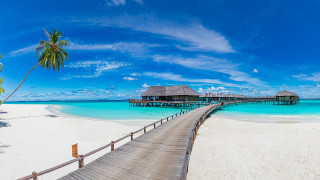 Wooden walkway beach hut palm - a palm tree in the foreground free wallpaper