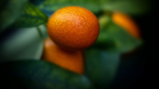 Orange branch leaves bokeh depth - a tree branch free wallpaper for desktop