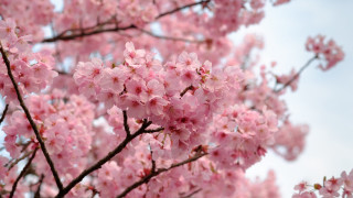 Pink sakura blossoms blue sky - asai chū free wallpaper