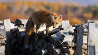 Fox wood pile forest blurry - top of a pile free wallpaper