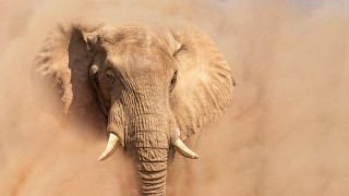 Elephant dusty field airbrush portrait - an elephant free wallpaper