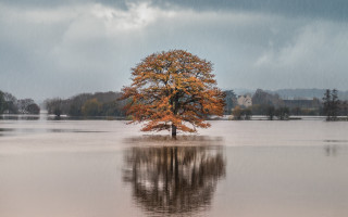 Lone tree flooded area dark - a lone tree free wallpaper