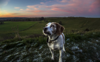 Dog sunset grassy hill tiltshift - a grassy hill free wallpaper