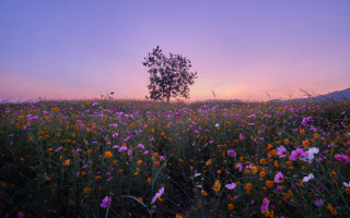 Flower field sunset tree purple - a tree in the background free wallpaper